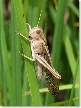 Locusta_migratoria_migratorioides_male