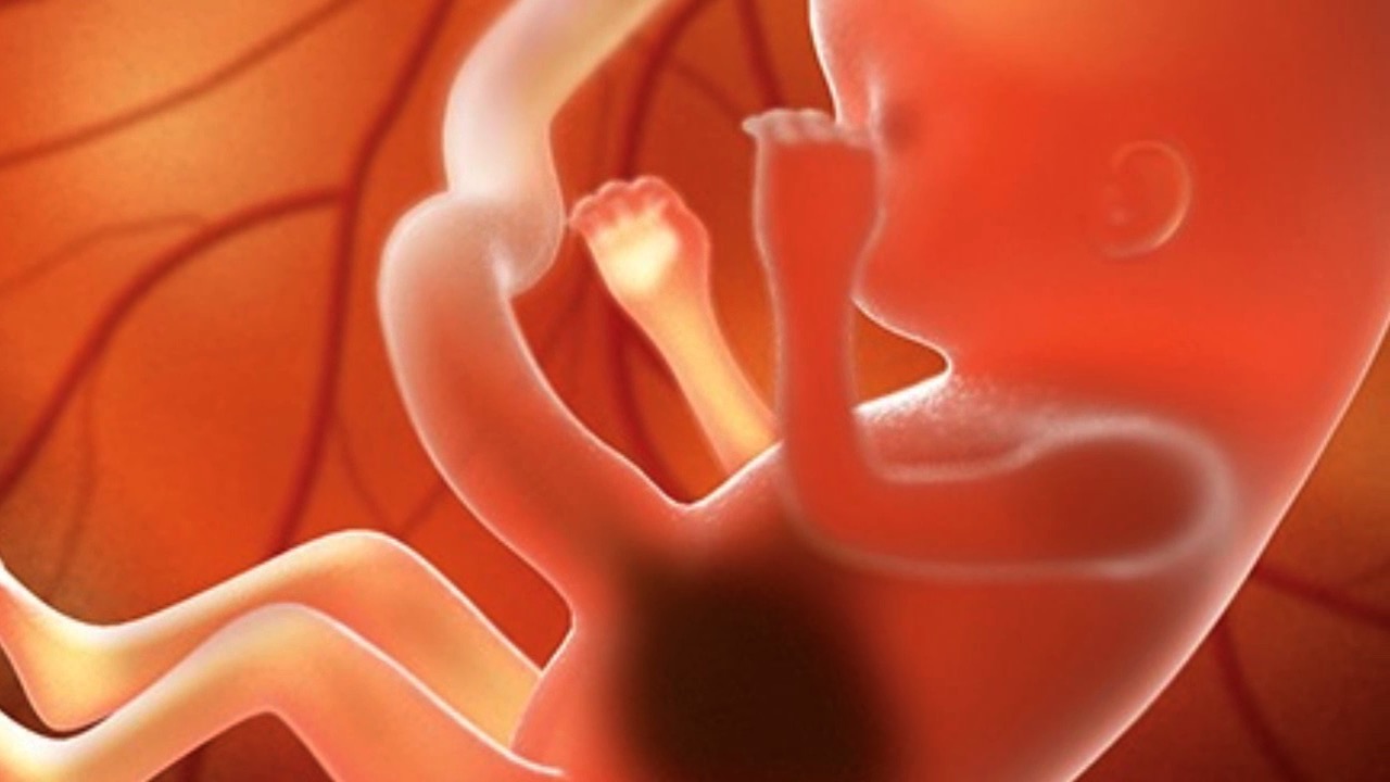 Mother's Womb....mp4